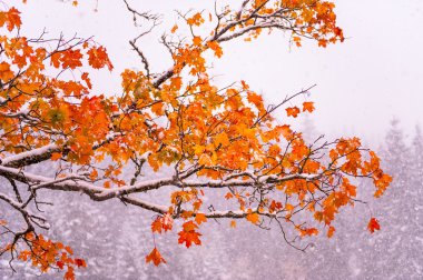 dağda ağaç sarı yaprak