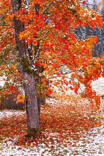 Дерево с жёлтыми листьями в горах — стоковое фото