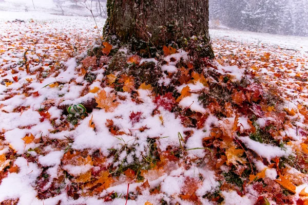 Dağda ağaç sarı yaprak — Stok fotoğraf