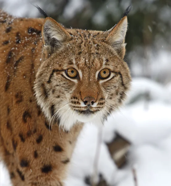 Lynx invernale — Foto Stock