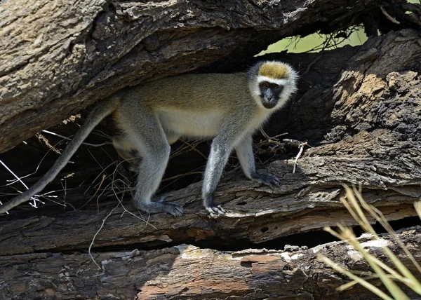 Mono vervet —  Fotos de Stock