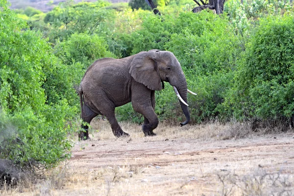 Elefante — Foto Stock