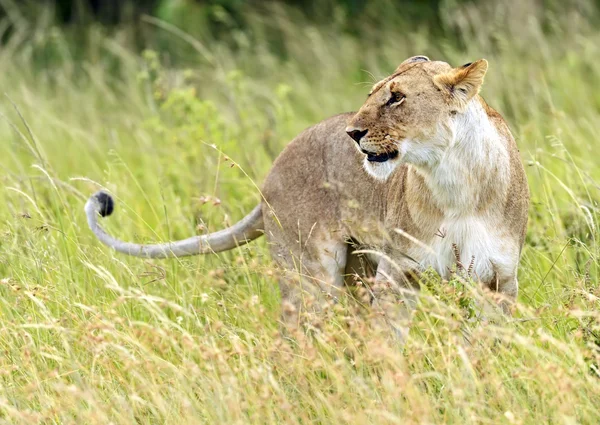 Masaai mara — Stockfoto