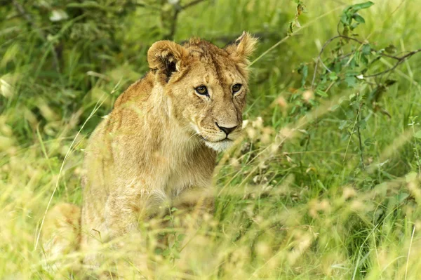 Leões masai mara — Fotografia de Stock