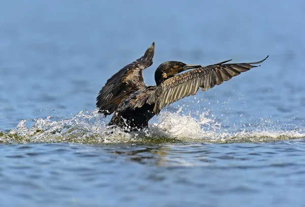 Darter — Stock Photo, Image