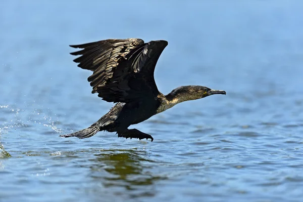 Darter. —  Fotos de Stock