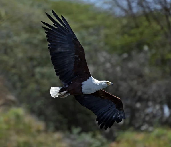 Afrikanischer Fischadler — Stockfoto