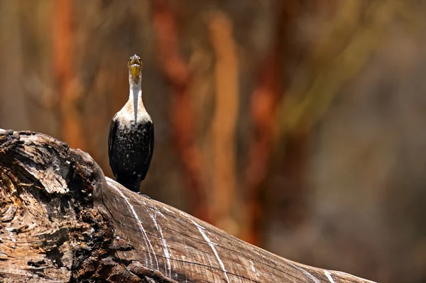 Darter. — Foto de Stock