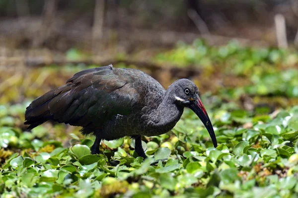 African Hadeda Ibis National Park Lake Naivasha — Stock Photo, Image