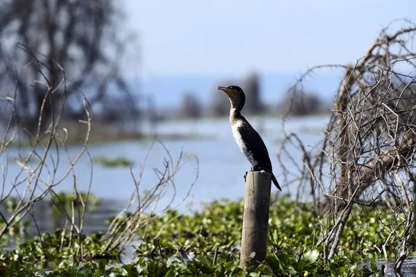 Darter — Stock Photo, Image