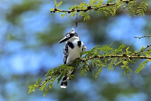 Bonte ijsvogel in het nationaal park lake Naivasha — Stockfoto