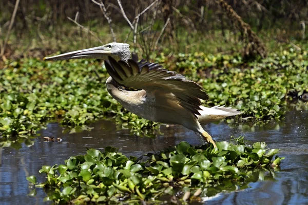 Pelikaan — Stockfoto