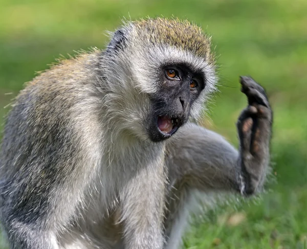 Vervet monkey — Stock Photo, Image