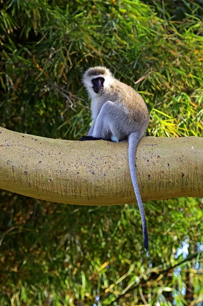 Vervet monkey — Stock Photo, Image