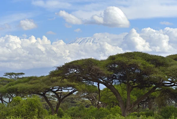 Paisagem savana Africano — Fotografia de Stock