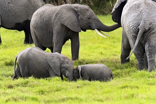 Elephant — Stock Photo, Image