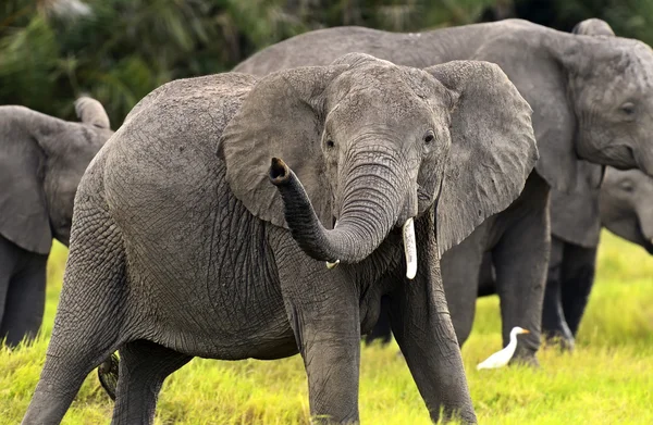 Elefante —  Fotos de Stock