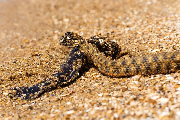 Water snake — Stock Photo, Image