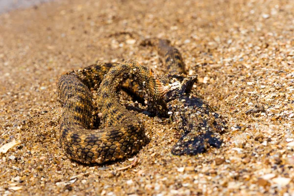 Su yılanı — Stok fotoğraf
