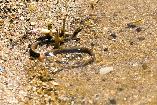 Water snake — Stock Photo, Image