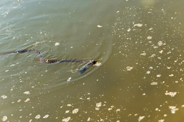 Serpente d'acqua — Foto Stock