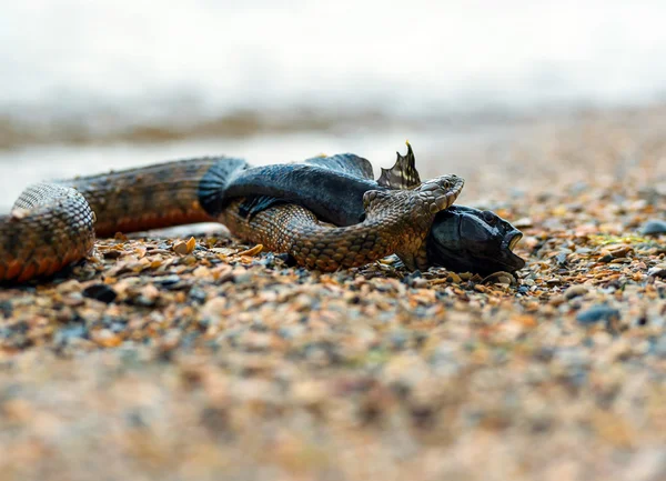 Water snake — Stock Photo, Image