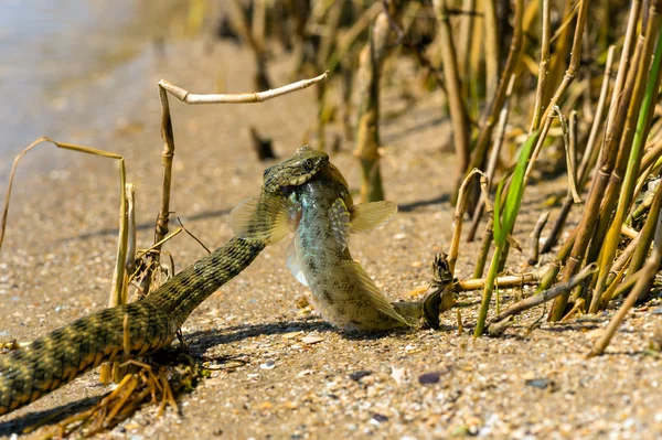 Water snake — Stock Photo, Image