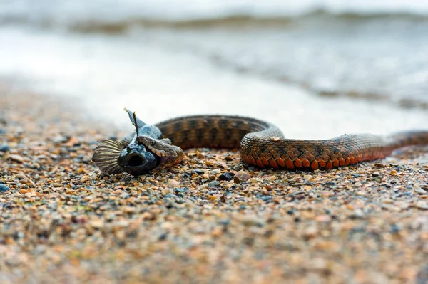 Serpiente de agua — Foto de Stock