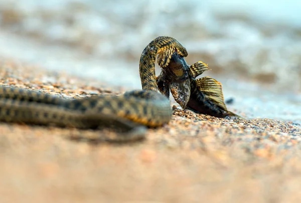 Water snake — Stock Photo, Image