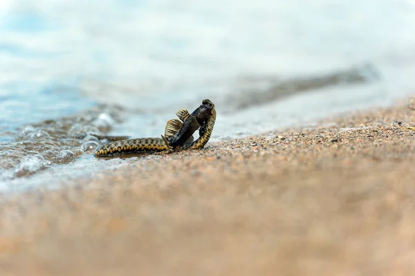 Water snake — Stock Photo, Image