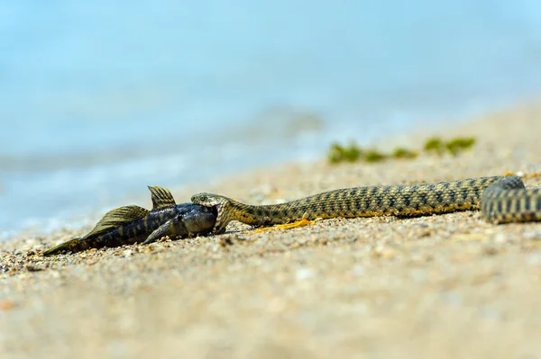 Water snake — Stock Photo, Image