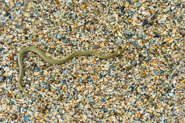 Water snake — Stock Photo, Image