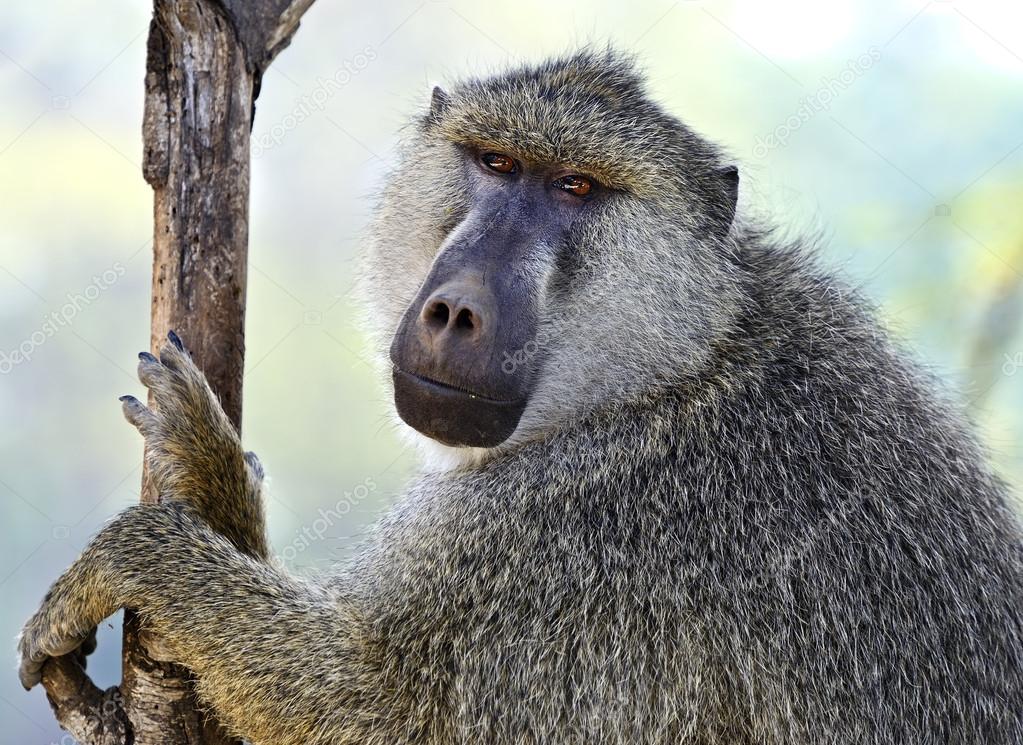 Bobuina fotografía de stock © kyslynskyy 54727595 Depositphotos