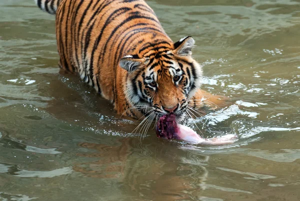 Amur tiger — Stockfoto