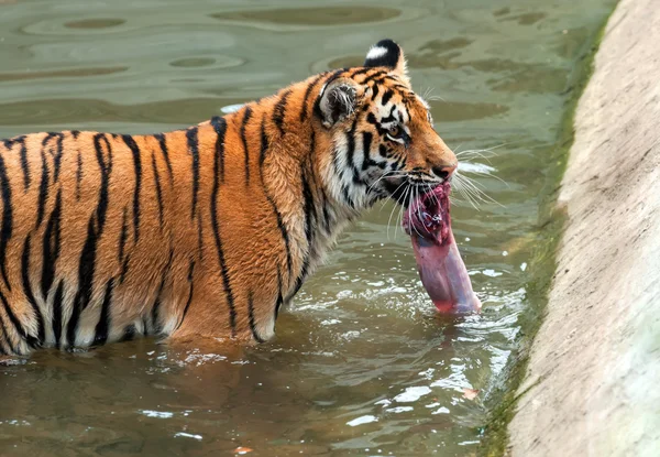 Amur tijger — Stockfoto