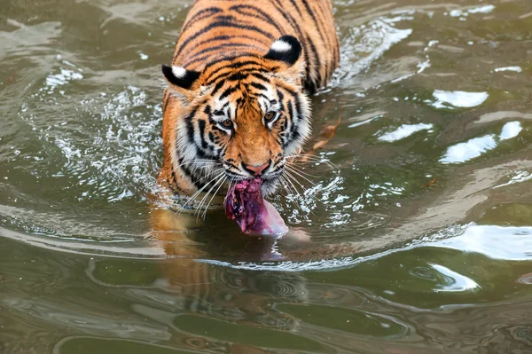 Amur tijger — Stockfoto