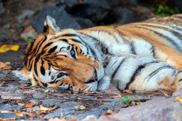 Amur Tiger — Stockfoto