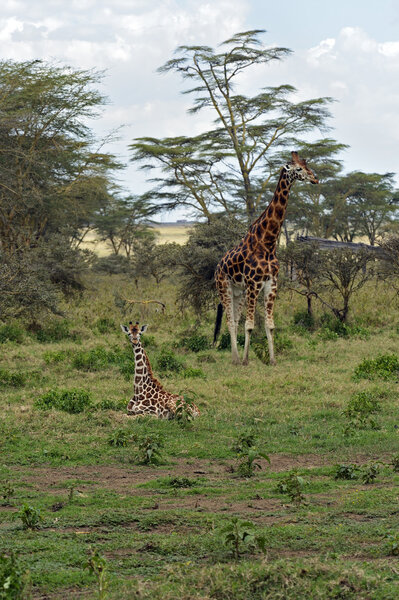 Giraffe in the African savannah in their natural habitat