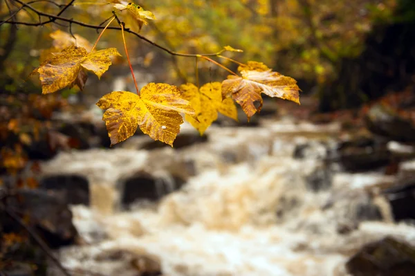 Herfstlandschap — Stockfoto