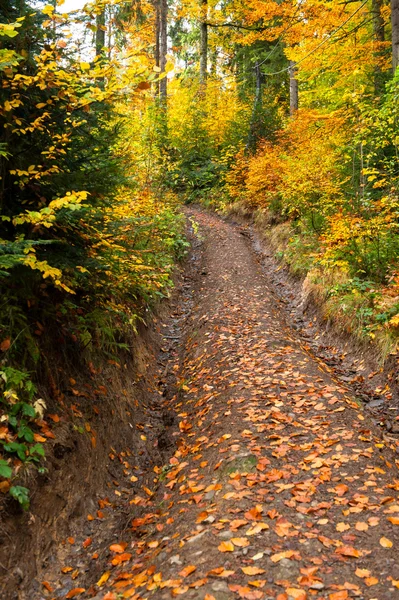 Paesaggio d'autunno — Foto Stock