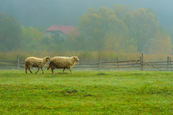 Herbstliche Landschaft — Stockfoto