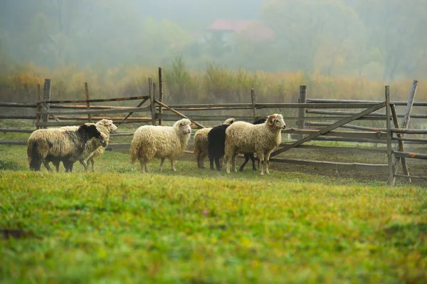 Herbstliche Landschaft — Stockfoto