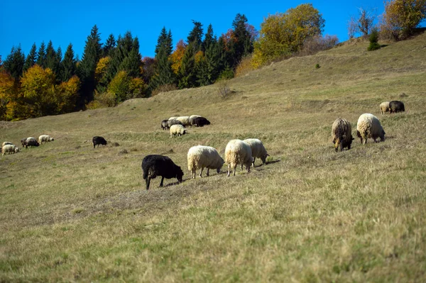 Herbstliche Landschaft — Stockfoto