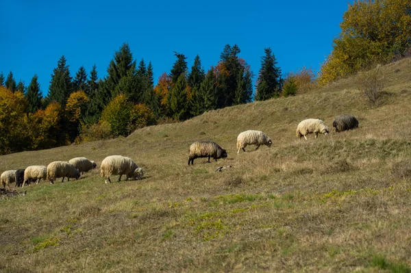 Herbstliche Landschaft — Stockfoto