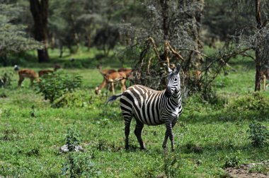 Zebra