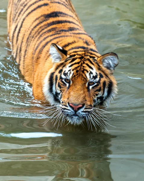 Tigre de Amur — Fotografia de Stock