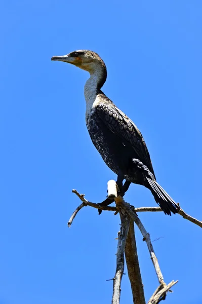 Darter. — Foto de Stock