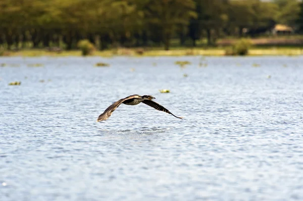 Darter. — Foto de Stock