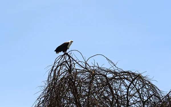 Aigle à poisson africain — Photo