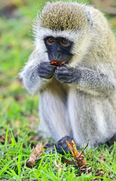 Vervet monkey — Stock Photo, Image